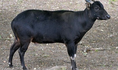 Lowland anoa (illustration)