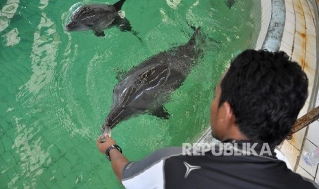 Lumba-lumba di Ocean Dream Samudra Ancol