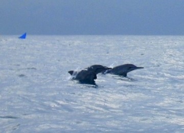 Lumba-lumba di Teluk Kiluan