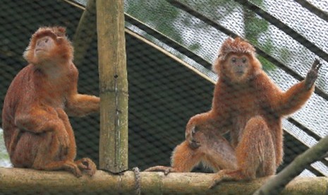 Lutung jawa