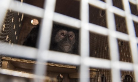 Lutung Jawa berada di dalam kandang sebelum dipindahkan di stasiun kereta, Bandung, Jawa Barat, Selasa (10/10). 