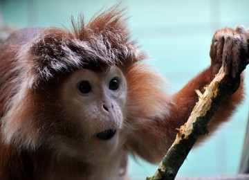 Lutung Jawa (Trachypithecus auratus)