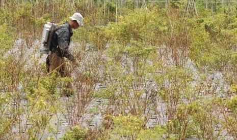 Seorang petani menyemprotkan obat antipenyakit ke tanaman cabe rawitnya di Cibodas, Kecamatan Lembang, Kabupaten Bandung Barat, Selasa (4/2).  (Republika/Edi Yusuf) 