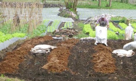   Seorang petani menaburkan pupuk kandang di daerah Maribaya, Kecamatan Lembang, Kabupaten Bandung Barat, Selasa (4/2).   (Republika/Edi Yusuf)