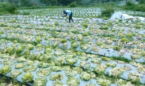 Kondisi tanaman selada yang mulai membusuk akibat tingginya curah hujan di daerah Lembang, Kabupaten Bandung Barat., Selasa (4/2).  (Republika/Edi Yusuf) 