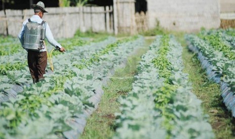 Seorang petani menyemprotkan obat antipenyakit ke tanaman cabe rawitnya di Cibodas, Kecamatan Lembang, Kabupaten Bandung Barat, Selasa (4/2).  (Republika/Edi Yusuf) 