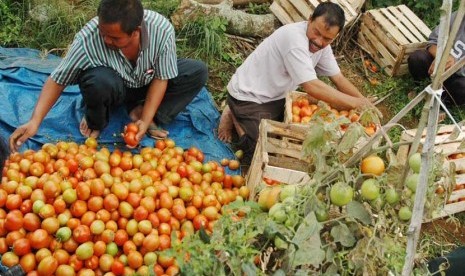   Dua orang pegawai sebuah bandar sayuran mengepak tomat di sebuah ladang di Dalemwangi, Kecamatan Lembang, Kabupaten Bandung Barat, Selasa (4/2).  (Republika/Edi Yusuf) 