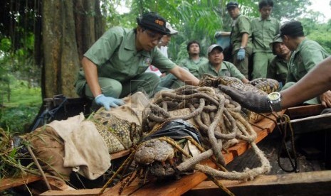  Petugas satwa merelokasi buaya muara (Crocodylus Porosus) dari kandang sementara mereka ke kandang pertunjukan yang telah selesai direnovasi di Taman Margasatwa Ragunan, Jakarta Selatan, Senin (10/2).   (Republika/Rakhmawaty La'lang)