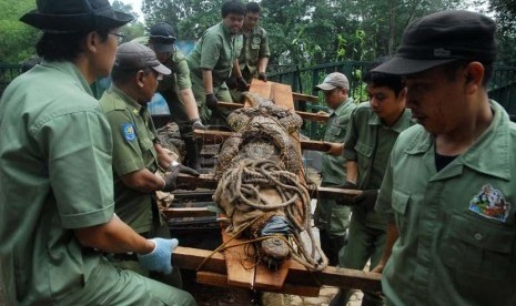  Petugas satwa merelokasi buaya muara (Crocodylus Porosus) dari kandang sementara mereka ke kandang pertunjukan yang telah selesai direnovasi di Taman Margasatwa Ragunan, Jakarta Selatan, Senin (10/2).   (Republika/Rakhmawaty La'lang)