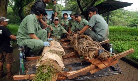  Petugas satwa merelokasi buaya muara (Crocodylus Porosus) dari kandang sementara mereka ke kandang pertunjukan yang telah selesai direnovasi di Taman Margasatwa Ragunan, Jakarta Selatan, Senin (10/2).   (Republika/Rakhmawaty La'lang)