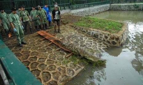  Petugas satwa merelokasi buaya muara (Crocodylus Porosus) dari kandang sementara mereka ke kandang pertunjukan yang telah selesai direnovasi di Taman Margasatwa Ragunan, Jakarta Selatan, Senin (10/2).   (Republika/Rakhmawaty La'lang)