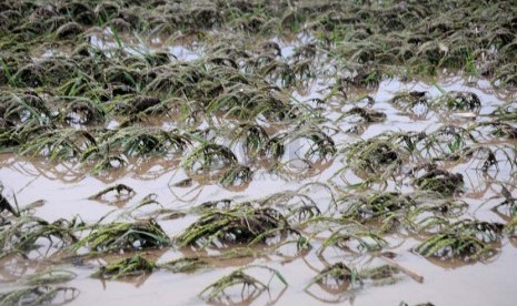  Bantaran sawah rusak parah di Kecamatan Badas, Pare, Kediri, Jawa Timur, Rabu (19/2).  (Republika/Adhi Wicaksono)