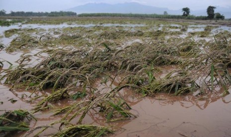  Bantaran sawah rusak parah di Kecamatan Badas, Pare, Kediri, Jawa Timur, Rabu (19/2).  (Republika/Adhi Wicaksono)