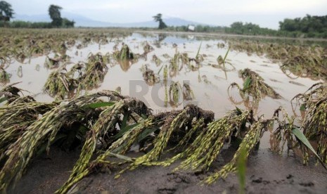  Bantaran sawah rusak parah di Kecamatan Badas, Pare, Kediri, Jawa Timur, Rabu (19/2).  (Republika/Adhi Wicaksono)