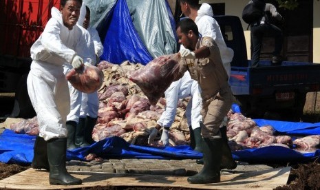 Petugas Balai Karantina Pertanian (BKP) Kelas II Cilegon mengangkat daging celeng ilegal untuk dimusnahkan, di Cikuasa, Merak, Banten, Jumat (20/6).   (Antara/Asep Fathulrahman)