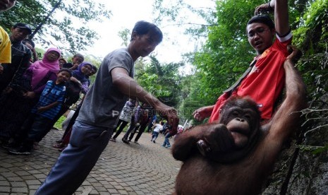 Perawat binatang memperkenalkan Orang Utan pada pengunjung di Kebun Binatang Bandung, Selasa (29/7).  (foto: Septianjar Muharam)