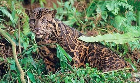 Macan Dahan