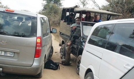 Macan Tutul Ini Serang Wisatawan