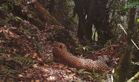 Macan tutul Jawa langka yang terancam punah (Panthera pardus melas) di habitat asli mereka di Taman Nasional Gunung Halimun Salak, Jawa Barat.   (foto : CIFOR)