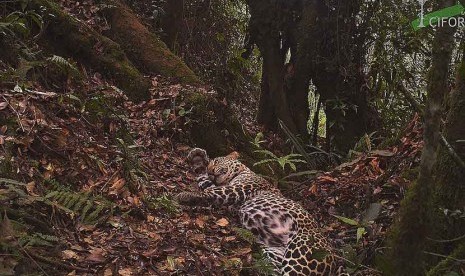  Macan tutul Jawa langka yang terancam punah (Panthera pardus melas) di habitat asli mereka di Taman Nasional Gunung Halimun Salak, Jawa Barat.    (foto : CIFOR)