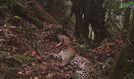 Macan tutul Jawa (Panthera pardus melas) yang terancam punah, berada di Taman Nasional Gunung Halimun Salak, Jawa Barat.  