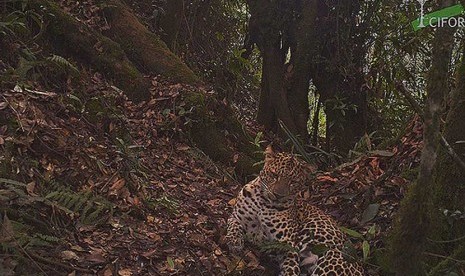  Macan tutul Jawa langka yang terancam punah (Panthera pardus melas) di habitat asli mereka di Taman Nasional Gunung Halimun Salak, Jawa Barat.    (foto : CIFOR)