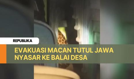 Momen Evakuasi Macan Tutul Jawa Nyasar ke Balai Desa