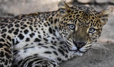 Macan tutul jawa (ilustrasi). Kementerian Lingkungan Hidup dan Kehutanan (KLHK) mengingatkan pentingnya konservasi bagi macan tutul jawa (panthera pardus melas). 