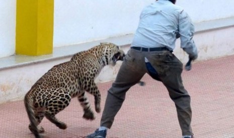 Macan tutul masuk ke sekolah di  Bangalore, India 