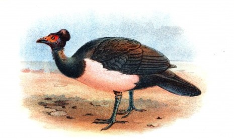 Macrocephalon maleo (illustration)