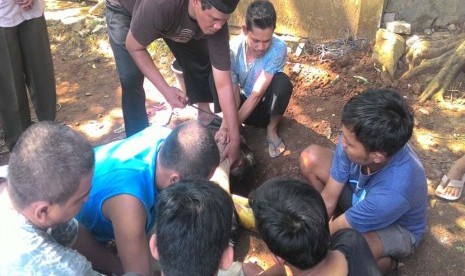 Mahasiswa STEI SEBI dan masyarakat sekitar kampus bekerja sama memotong dan menyalurkan daging  hewan kurban  kepada masyarakat sekitar Parung.