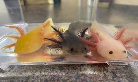 Mahasiswa Universitas Brawijaya mengembangbiakkan hewan endemik Meksiko, axolotl yang terancam punah