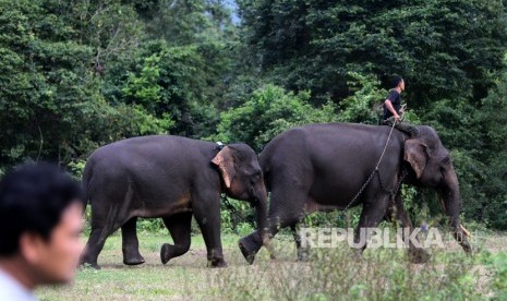 Petugas dan Warga Halau Gajah Liar di Lampung