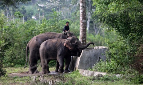 Ilustrasi - Gajah liar.