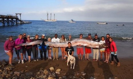 Makhluk laut yang ditemukan penyelam di teluk Santa Catalina Island di lepas Selatan California