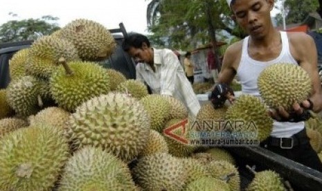 Panen Durian. (ilustrasi).