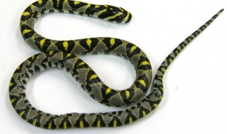 Mandarin rat snake