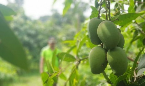 Mangga arumanis Rembang.