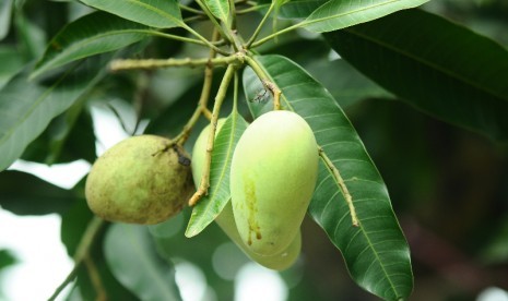 Mangga Borneo