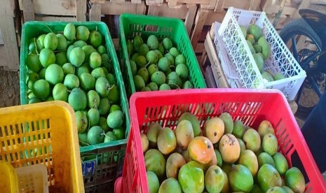 Mangga varietas Gedong Gincu. Kepala Badan Karantina Pertanian (Barantan) Kementerian Pertanian Bambang menyebutkan, mangga asal Jawa Barat dapat segera masuk pasar Jepang.