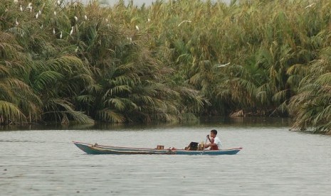 Mangrove forest in Padang, West Sumatra (illustration)