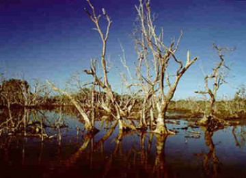 Mangrove rusak