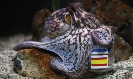 Manolo, gurita peramal asal Spanyol, memilih ikan sarden yang berada dalam tempat berbendera Spanyol di akuarium Sealife Benalmadena, Benalmadena, Malaga, Spanyol, pada Jumat (8/6). 