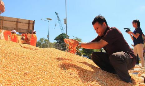 Masa pandemi Covid 19 turut memukul harga jagung dunia menjadi tinggi, sehingga berimbas pada naiknya harga pakan, termasuk dalam negeri. Namun demikian, kenaikan harga pakan ini, berbarengan dengan menurunnya harga telur ayam ras di tingkat peternak