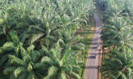 Perkebunan sawit.