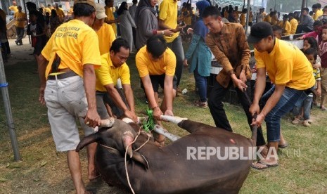 Masjid Besar Baitullah di Kelurahan Bukit Lama, Palembang, Kamis (24/9) menyelenggarakan kurban hari raya Idul Adha sebanyak 20 ekor sapi dan tuju ekor kambing. 