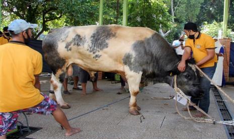 MUI Depok menjelaskan syarat hingga sunnah penyembelihan qurban. Ilustrasi qurban