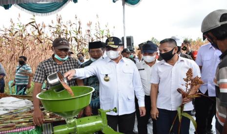 Masyarakat Kelurahan Lubuk Kelik, Sungailiat, Kabupaten Bangka untuk mengiringi Gubernur Bangka Belitung (Babel), Erzaldi Rosman memanen sorgum, di kebun sorgum milik Haji Bambang.