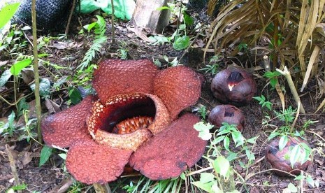 Mature Rafflesia arnoldii flower (illustration)