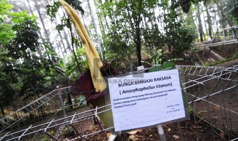 Mekar: Bunga bangkai raksasa (Amorphophallus titanium) mekar di Taman Hutan Raya Ir. H. Djuanda, Kota Bandung, Senin (16/2).